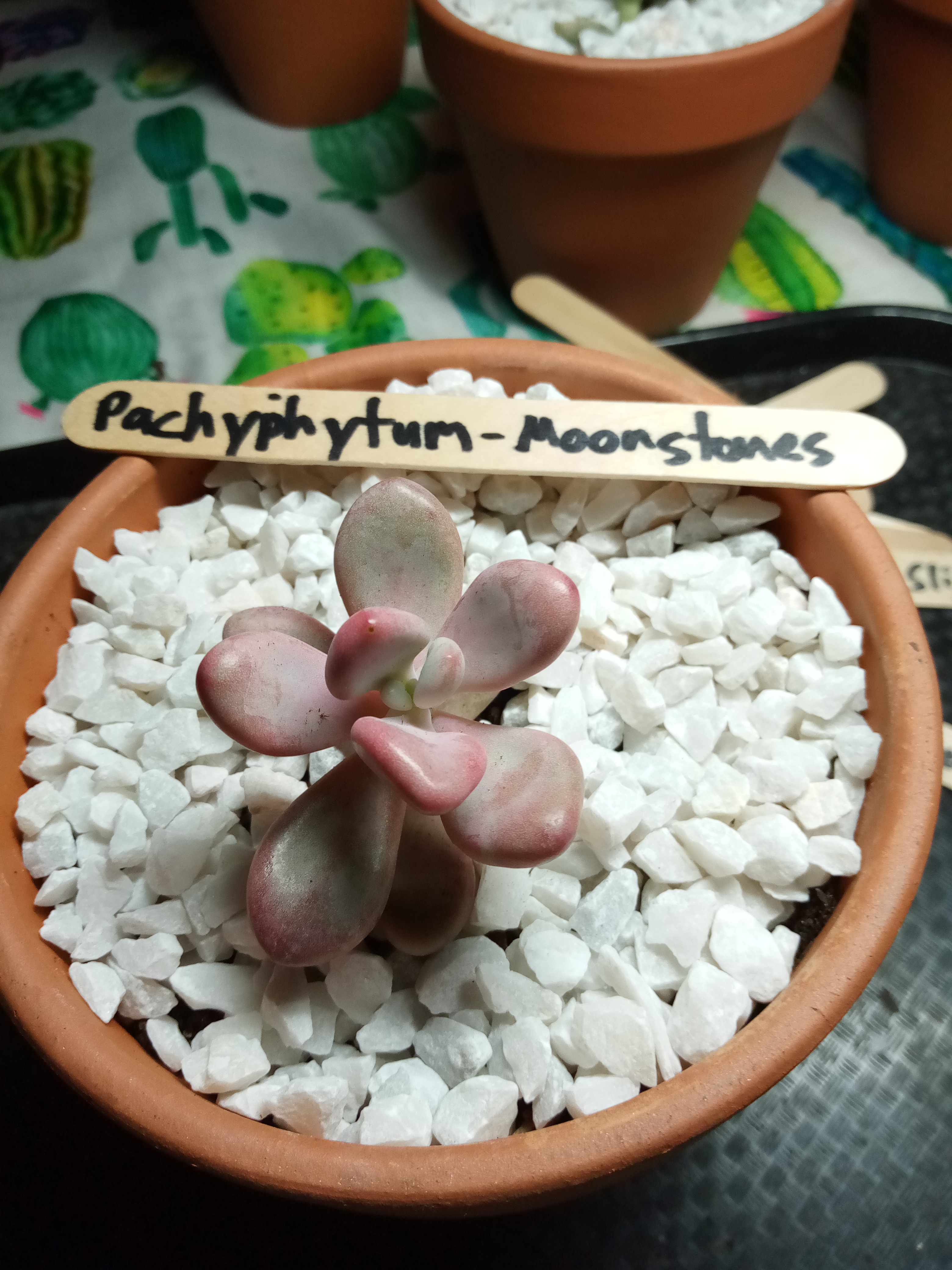 Pachtphytum - Moonstones.jpg